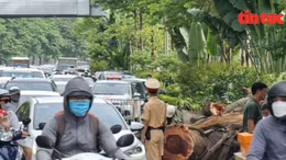 Hà Nội: Cành cây đa cổ thụ gãy chắn ngang đường, giao thông ùn tắc sáng đầu tuần