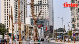 Hàng loạt cây xanh nghi chết khô trên đường Huỳnh Thúc Kháng, Hà Nội