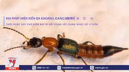 Cảnh báo viêm da nặng do kiến ba khoang