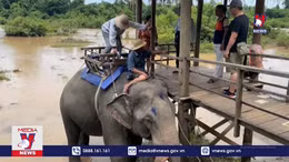Đàn voi ở Buôn Đôn dừng cõng khách