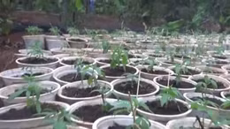 Tạm giữ đối tượng trồng trái phép hơn 1.000 cây cần sa
