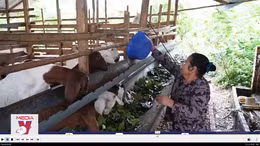 Treo chuồng nuôi dê vì không thể gánh lỗ
