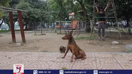 Hãi hùng chó thả rông, không rọ mõm gây nguy hiểm nơi công cộng