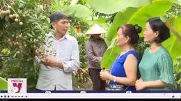 Hấp dẫn tour trải nghiệm vườn nhãn ở Hưng Yên