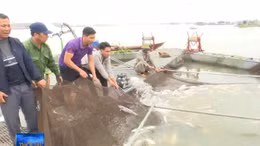 Xác định nguyên nhân hơn 100 tấn cá lồng chết trên sông Thái Bình