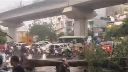 Một người tử vong, một người bị thương do cây đổ ở Hà Nội