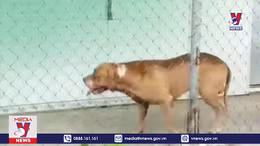 Các địa phương tăng cường biện pháp kiểm soát sau vụ chó Pitbull cắn chết người