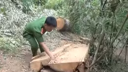 Khẩn trương xử lý vụ phá rừng đặc dụng tại Đắk Lắk
