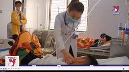 Nhóm học sinh ở Hà Tĩnh bị ngộ độc quả cây ngô đồng