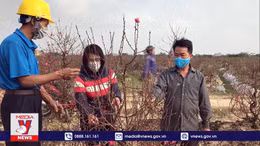 Thương lái hủy hợp đồng, thu lại tiền đặt cọc khi đã mua đào ở Hải Dương