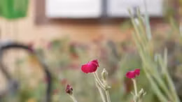 Đưa rừng về phố