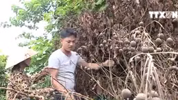 Hàng trăm cây nhãn bị phá hoại khi gần đến ngày thu hoạch
