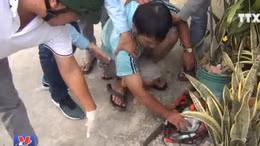 Bắt đường dây sắp tung lượng lớn ma túy ra thị trường dịp Tết