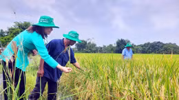 TP Hồ Chí Minh đang phát triển và hình thành vùng sản xuất lúa, gạo ST25 hữu cơ.