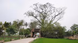 Cổng làng