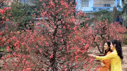 Làng đào Nhật Tân, quất Tứ Liên những ngày cận Tết