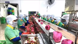  Xuất khẩu trái cây lạc quan ngay từ đầu năm