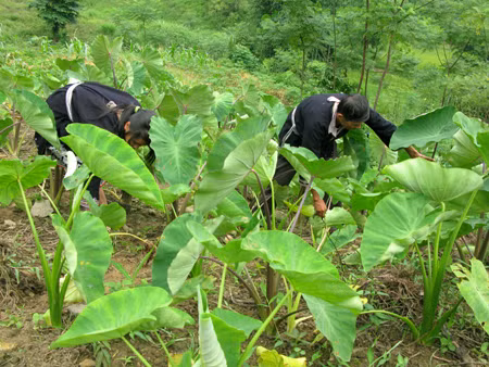 Phú Thọ: Cây đặc sản, giúp đồng bào xóa đói, giảm nghèo ảnh 1