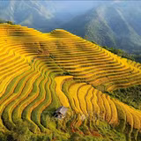 Mù Cang Chải rực rỡ sắc vàng mùa lúa chín