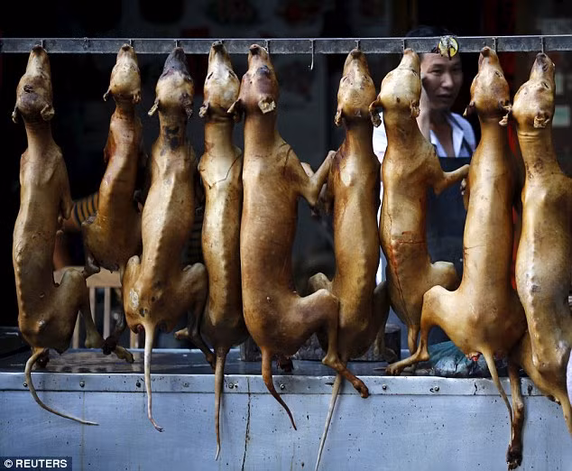 Tranh cãi 10.000 chú chó bị giết hại trong lễ hội Yulin ảnh 3