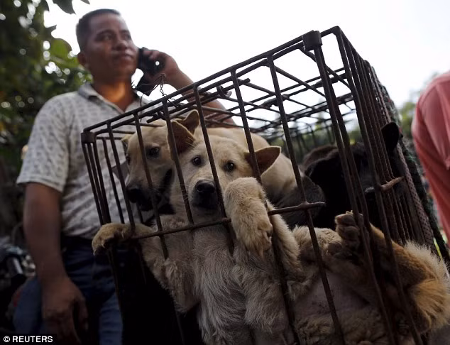 Tranh cãi 10.000 chú chó bị giết hại trong lễ hội Yulin ảnh 1