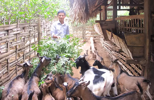 Thoát nghèo từ phát triển chăn nuôi ảnh 1