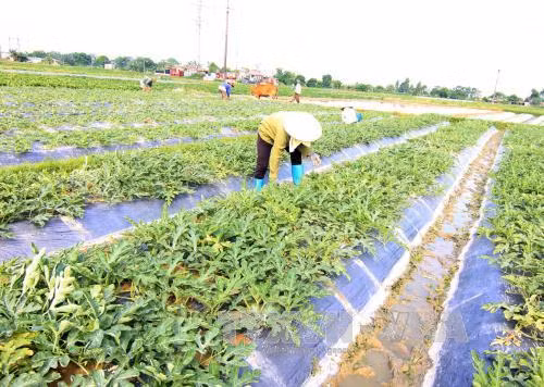 GDP tăng trưởng cao nhất trong 5 năm ảnh 1
