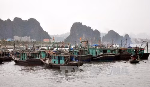 Trong 12 giờ tới, bão số 1 đi vào đất liền tỉnh Quảng Ninh ảnh 2