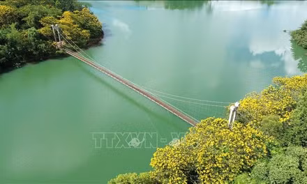 Phượng vàng rực rỡ bên cầu treo Đắk R’Tih