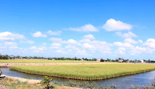 Nông dân Bến Tre làm “lúa sạch” ảnh 1