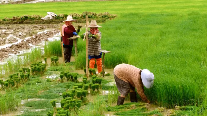 Kinh tế Thái Lan sẽ thiệt hại lớn do hạn hán ảnh 1