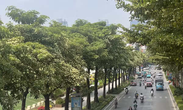 Hoa sữa bung nở khắp phố phường Hà Nội