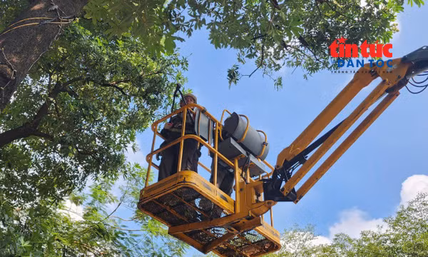 Hà Nội bắt đầu cắt tỉa chùm hoa của gần 1.000 cây hoa sữa