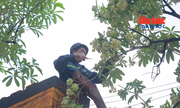 Hình ảnh ngày đầu Hà Nội cắt tỉa chùm hoa sữa trên các tuyến phố