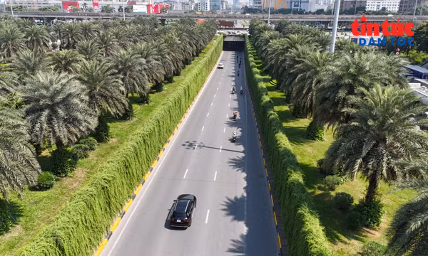 Mỗi tuyến phố Hà Nội sẽ có một loài cây đặc trưng để 'nhận diện'
