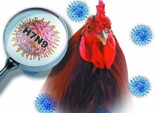 Cúm gia cầm H7N9 khó kiểm soát ảnh 1