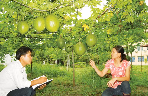 Nâng cao chất lượng dạy nghề lao động miền núi ảnh 3