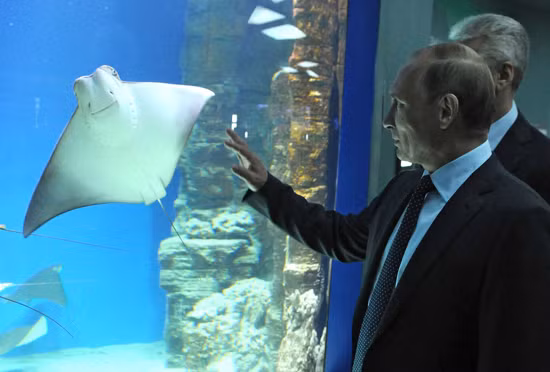Tổng thống Putin, những bức ảnh đẹp nhất trong năm ảnh 11