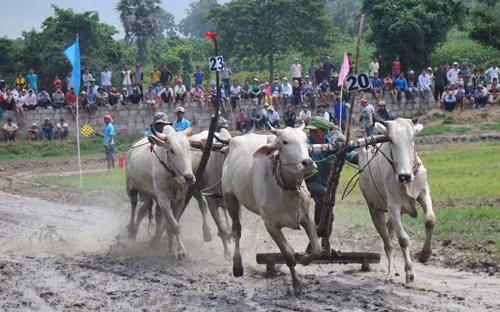 Tưng bừng Lễ hội đua bò Bảy Núi An Giang năm 2015 ảnh 2