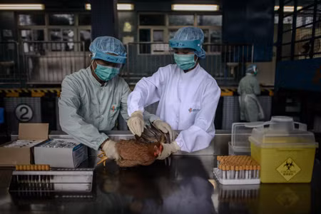 Dịch cúm H5N2 bùng phát ở miền bắc Trung Quốc ảnh 1