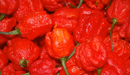 Ớt Carolina Reaper, nguy hiểm hơn cả bình xịt hơi cay ảnh 1