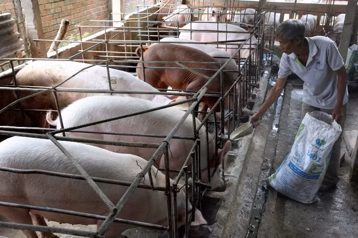 Giá lợn hơi tăng mạnh, người chăn nuôi có lãi khá ảnh 1
