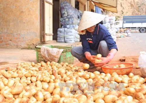 Cấm khoai tây Trung Quốc vào chợ nông sản Đà Lạt ảnh 1