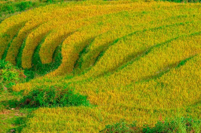 “Thiên đường ruộng bậc thang” Y Tý ảnh 6