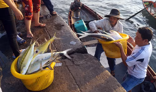 Làm giàu từ những sản vật biển khơi ảnh 1