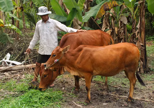 Hỗ trợ đồng bào Khmer thoát nghèo ảnh 1