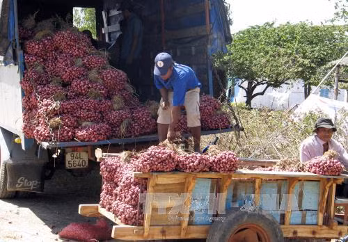 Hầu hết trường hợp bị viêm loét giác mạc tại Vĩnh Châu có thể điều trị ảnh 2