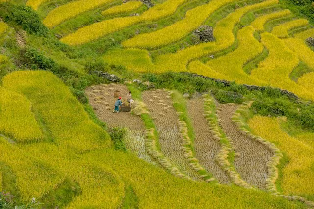 “Thiên đường ruộng bậc thang” Y Tý ảnh 3