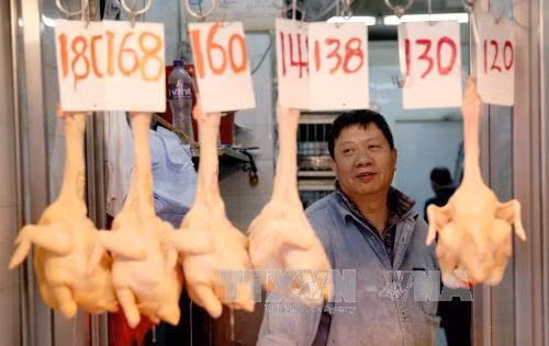 Chủ động phòng chống cúm A(H7N9) xâm nhập vào Việt Nam ảnh 1