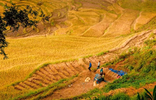 “Thiên đường ruộng bậc thang” Y Tý ảnh 4